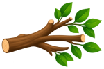 Tree Branches